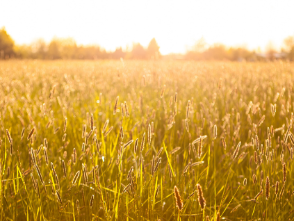 Field Of Wheat Image